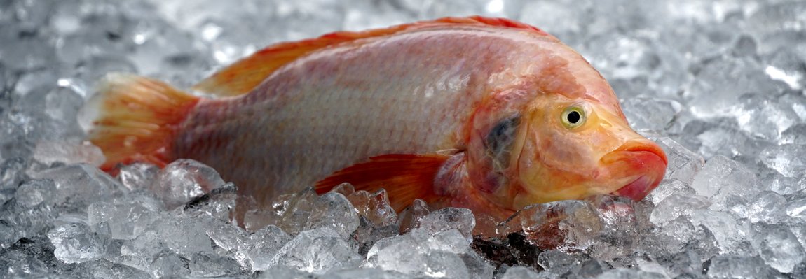Tilapia fish