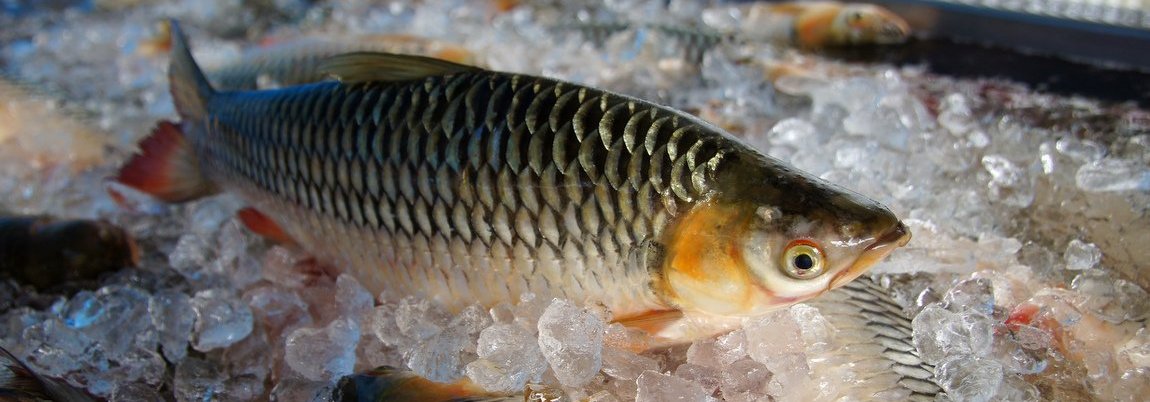 Sultan fish