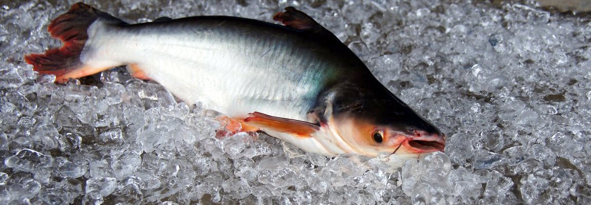 Patin fish