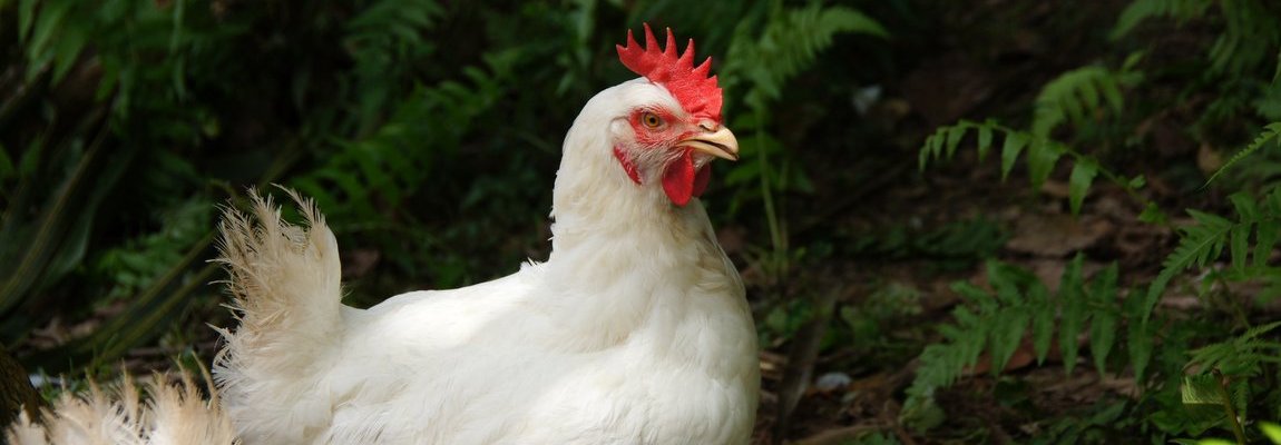 Mature hens